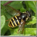 Sericomyia silentis - Gelbband-Torfschwebfliege w01.jpg